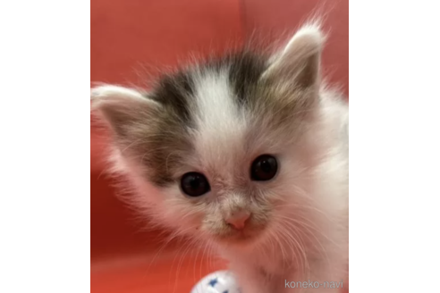 成約済の埼玉県のノルウェージャンフォレストキャット-87908の1枚目